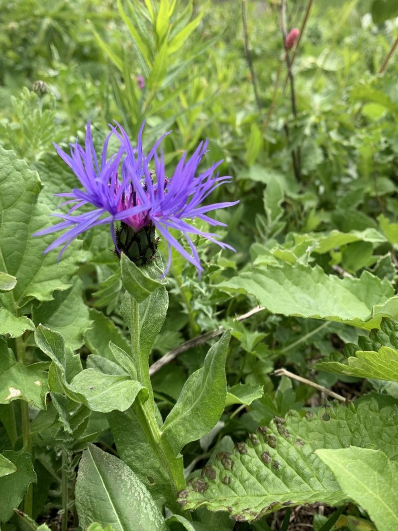 Centaurea nigrofimbria photo 4