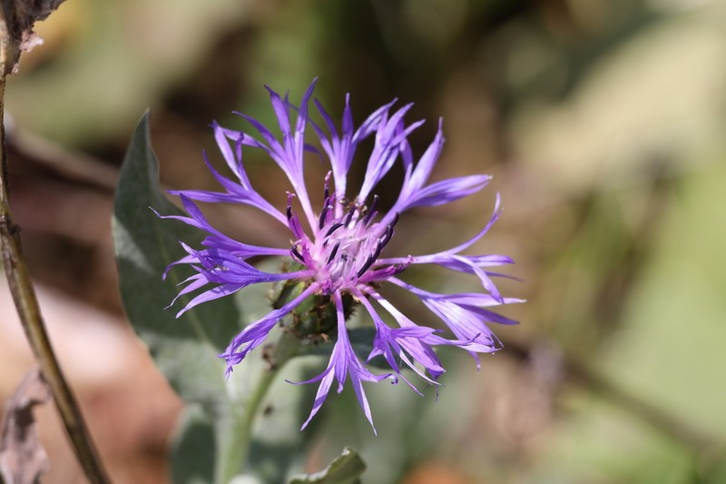 Centaurea nigrofimbria photo 5