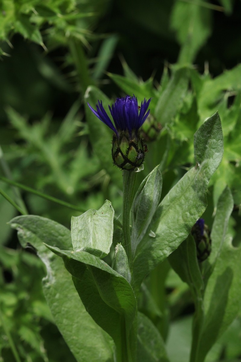 Centaurea nigrofimbria photo 6