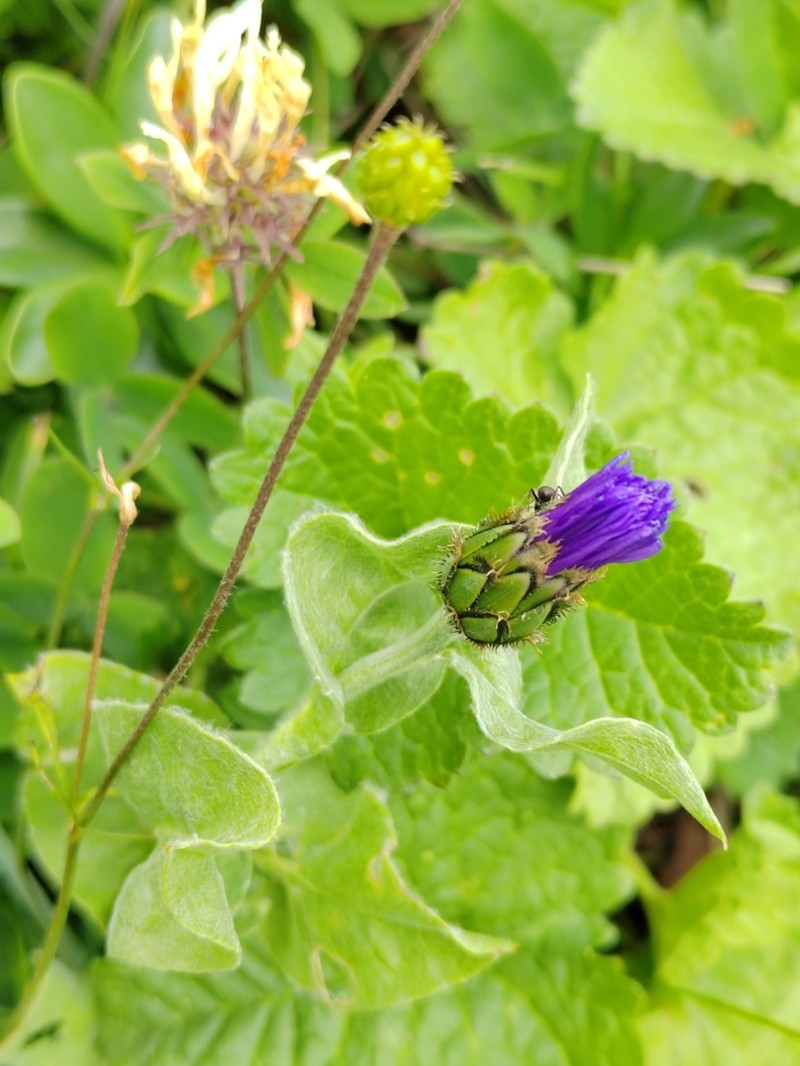 Centaurea nigrofimbria photo 7