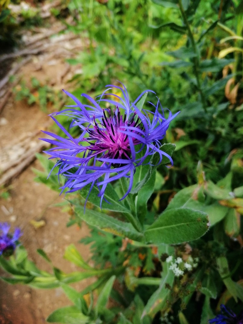 Centaurea nigrofimbria photo 8