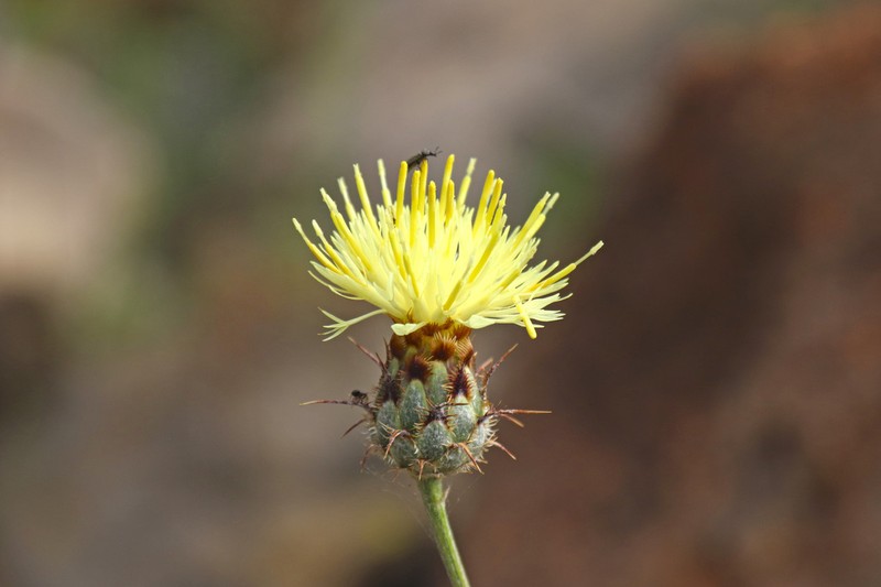 Centaurea occasus