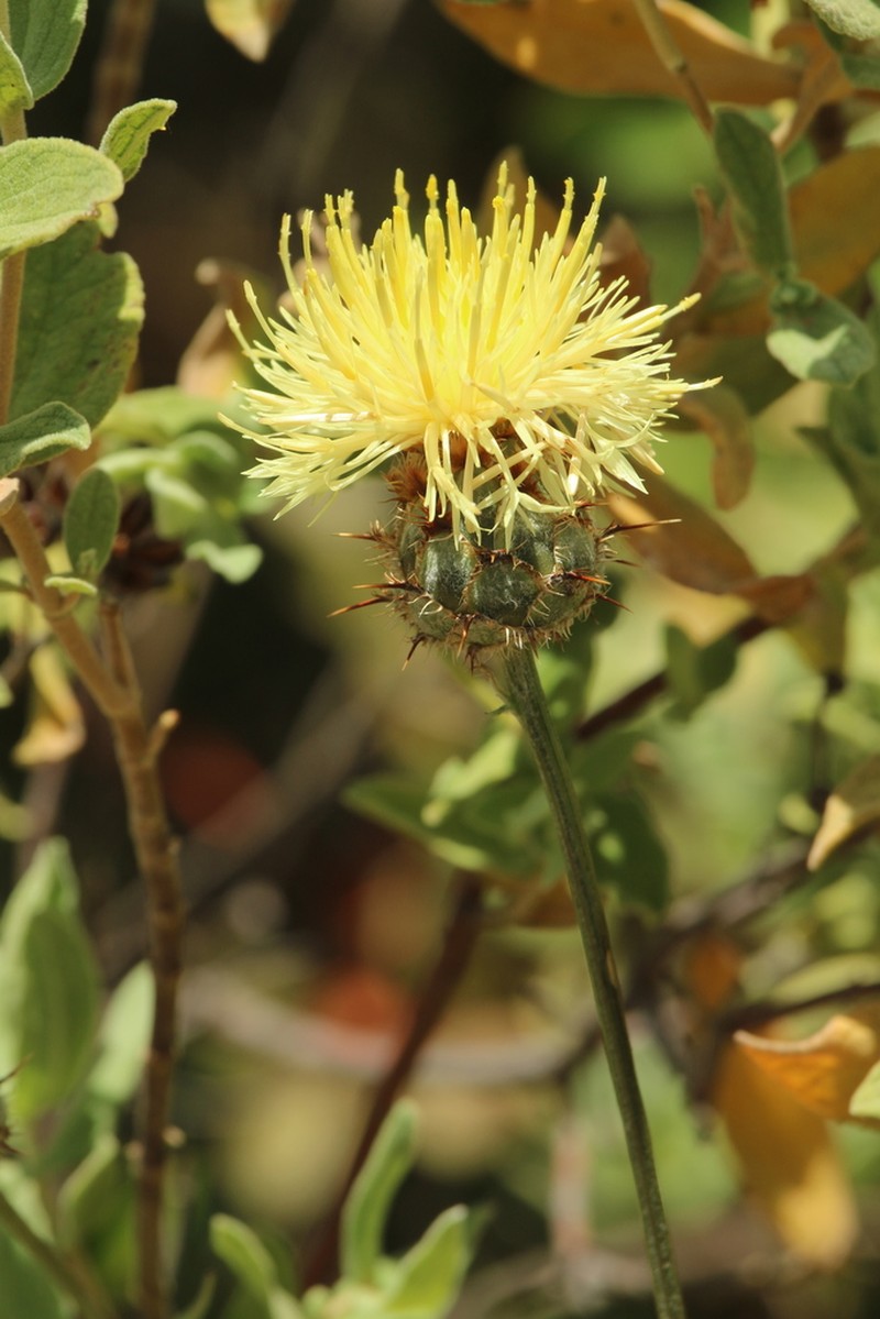 Centaurea occasus photo 2