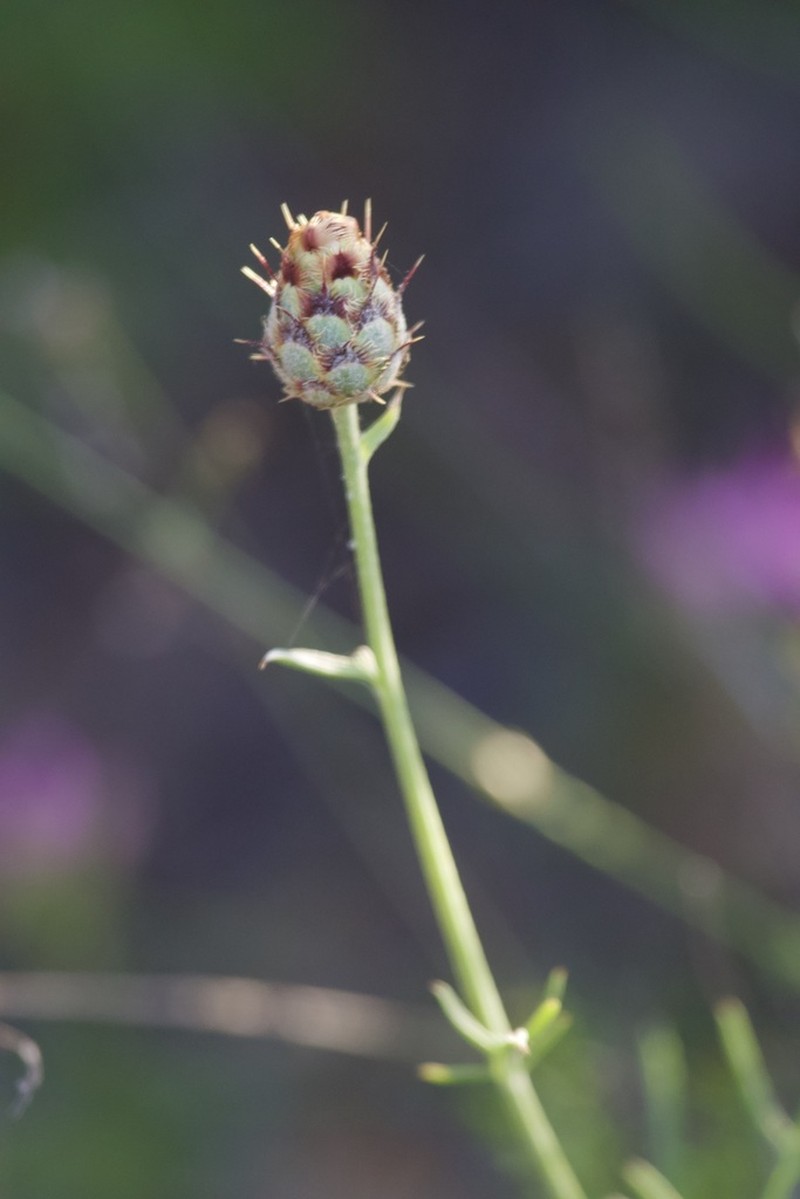 Centaurea occasus photo 3