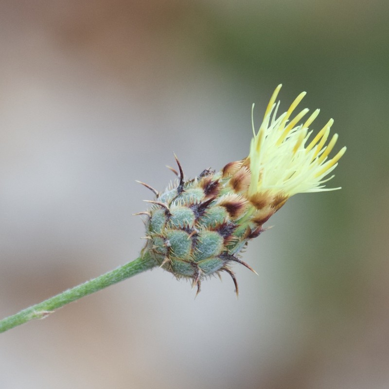 Centaurea occasus photo 4