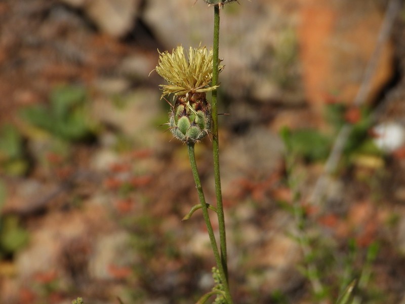 Centaurea occasus photo 5