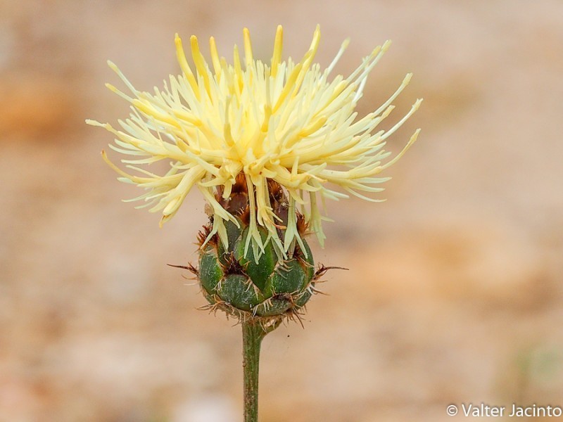 Centaurea occasus photo 6