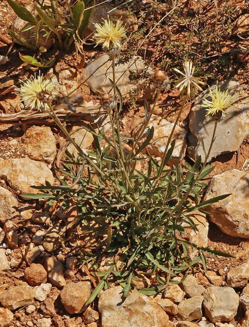 Centaurea occasus photo 7