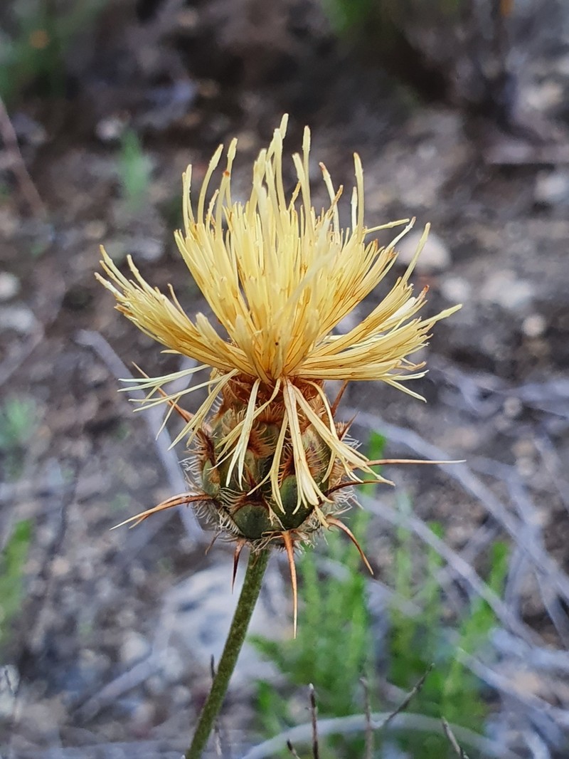 Centaurea occasus photo 8