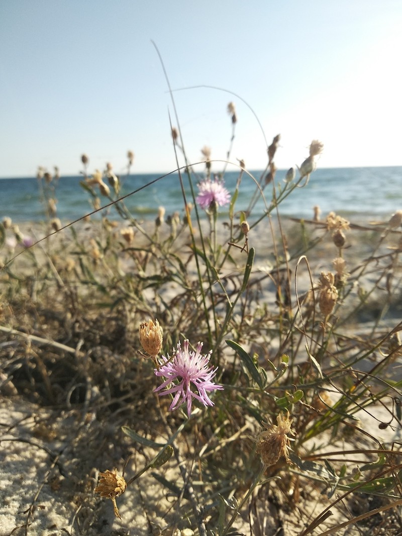 Centaurea odessana
