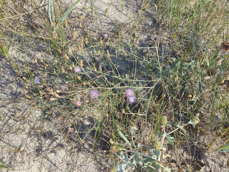 Centaurea odessana photo 2