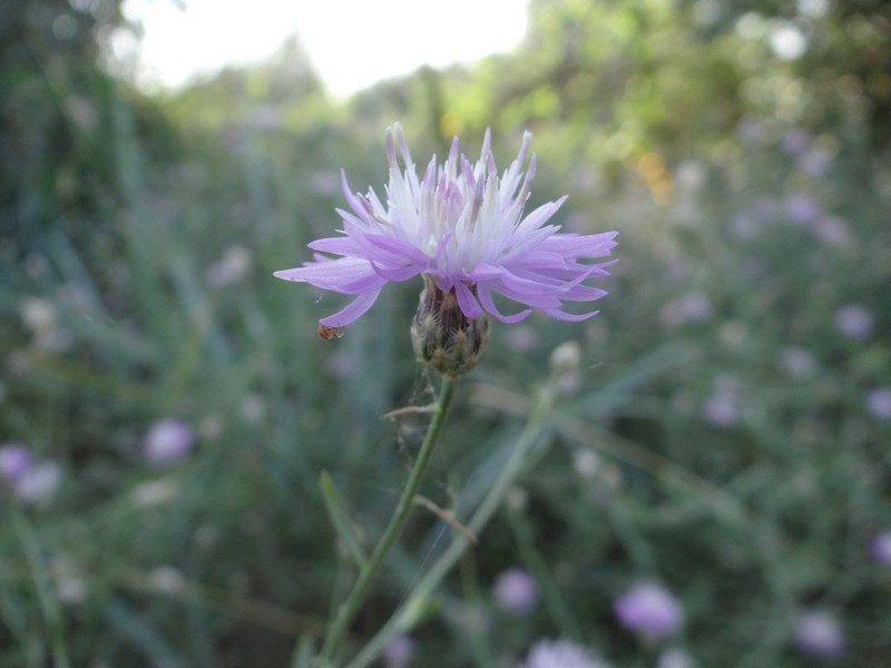 Centaurea odessana photo 3