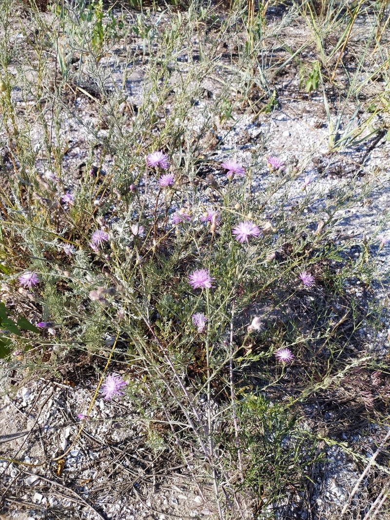 Centaurea odessana photo 4