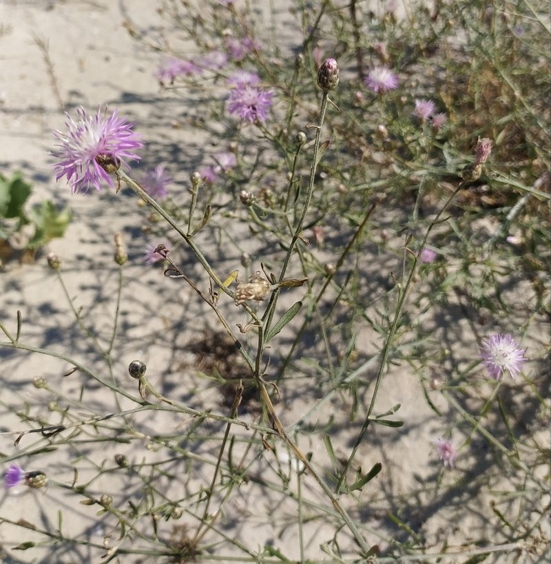 Centaurea odessana photo 5