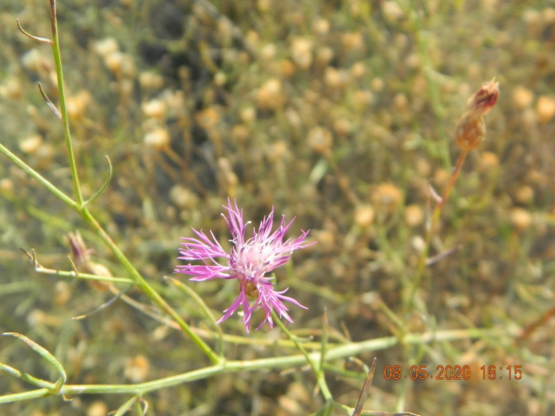 Centaurea odessana photo 6