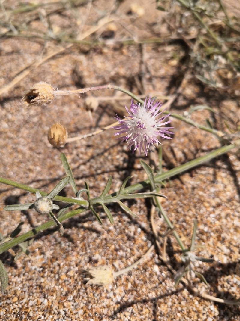 Centaurea odessana photo 7