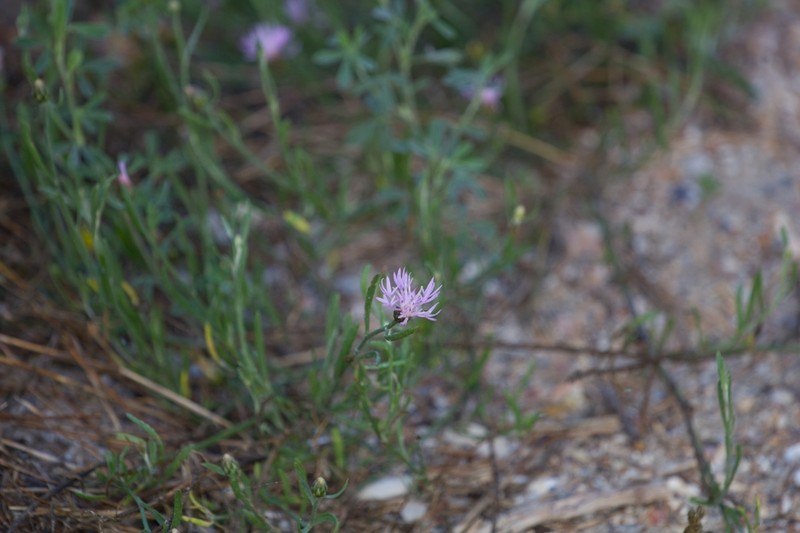 Centaurea odessana photo 8
