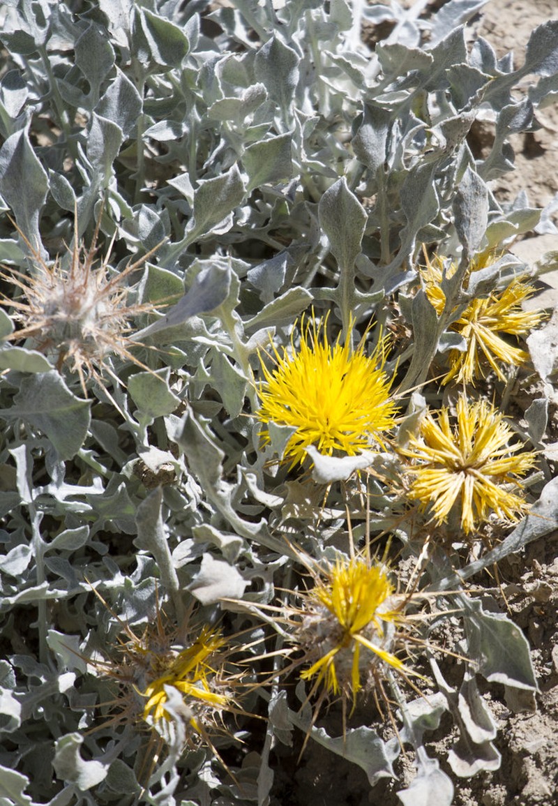 Centaurea odyssei photo 2