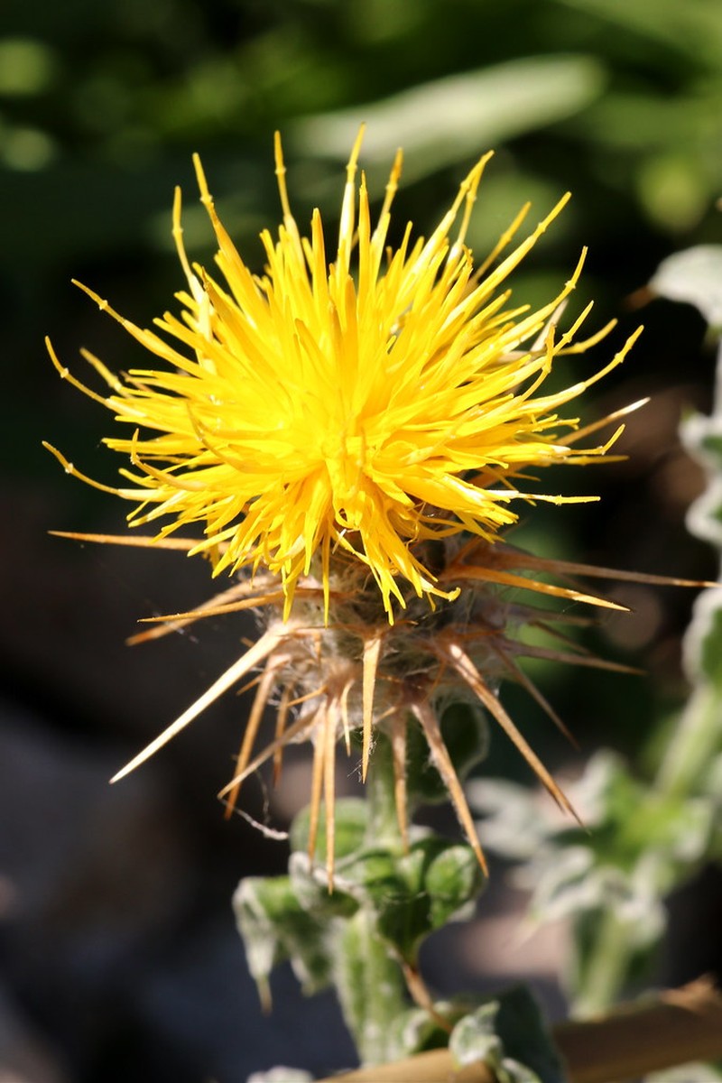 Centaurea odyssei photo 3
