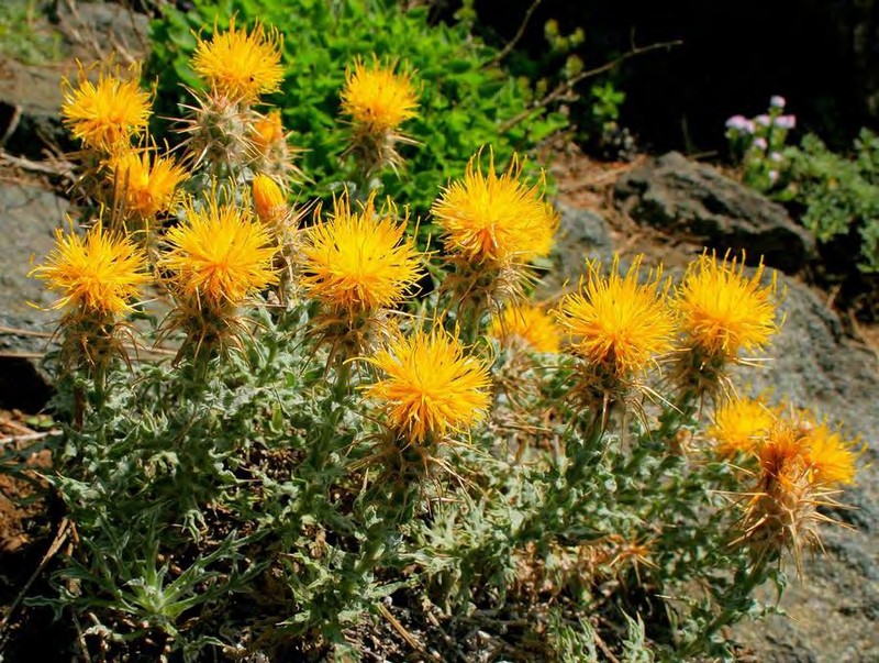Centaurea odyssei
