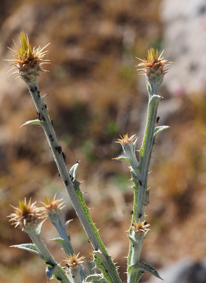 Centaurea onopordifolia