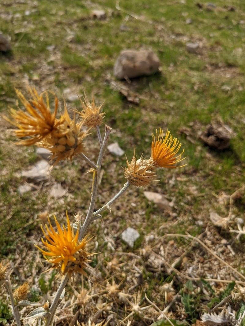 Centaurea onopordifolia photo 2