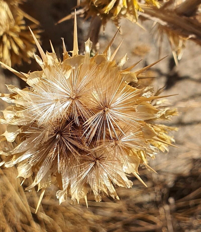 Centaurea onopordifolia photo 3