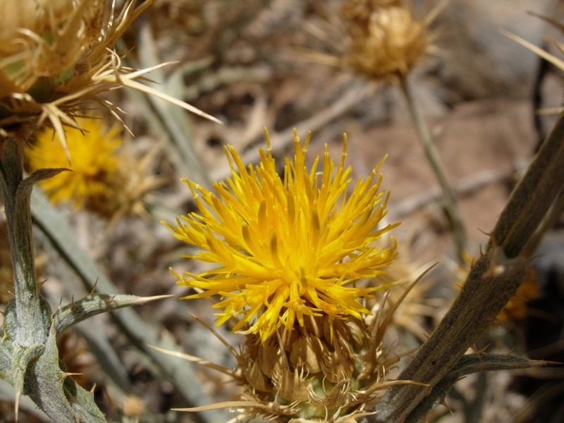 Centaurea onopordifolia photo 4