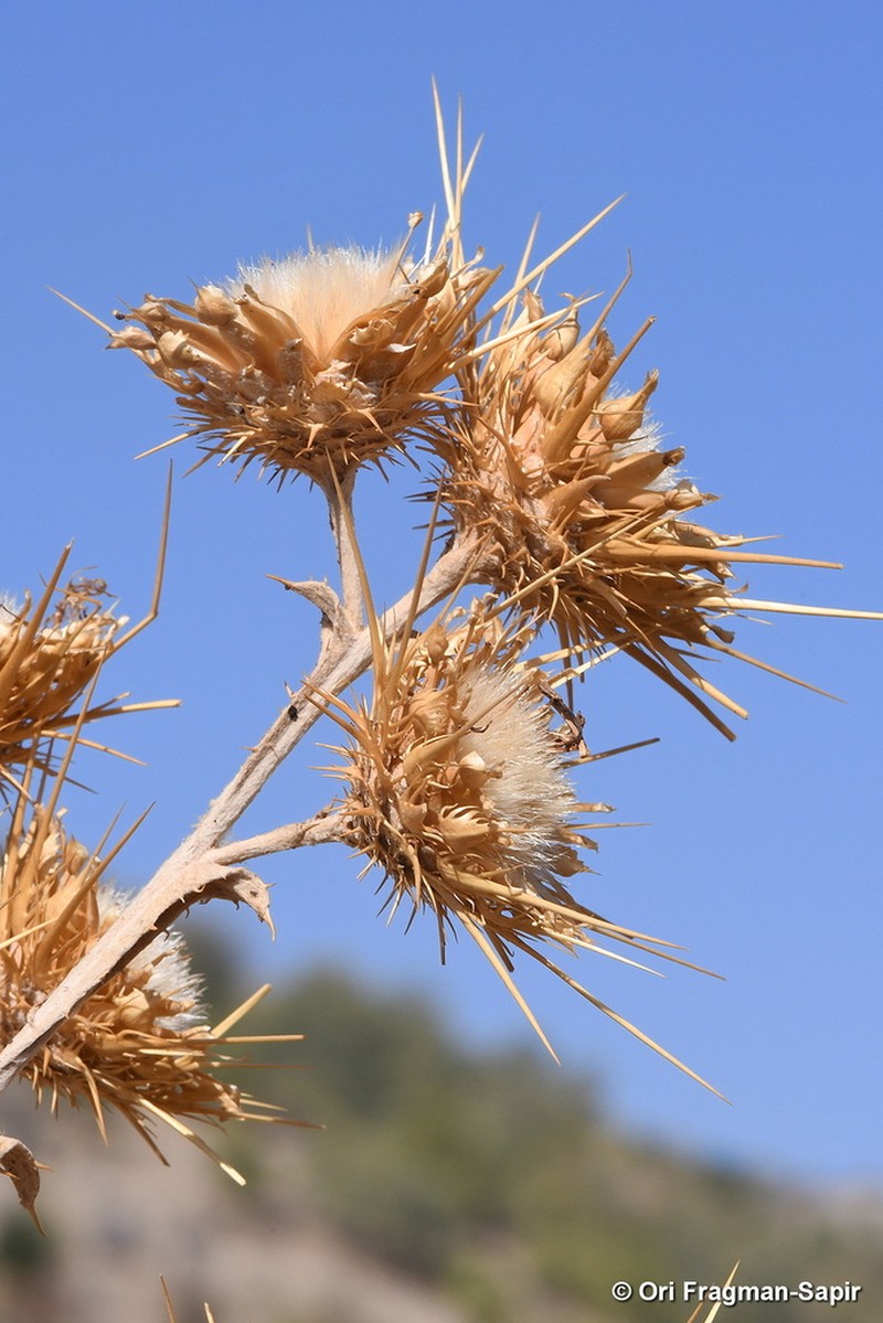 Centaurea onopordifolia photo 5