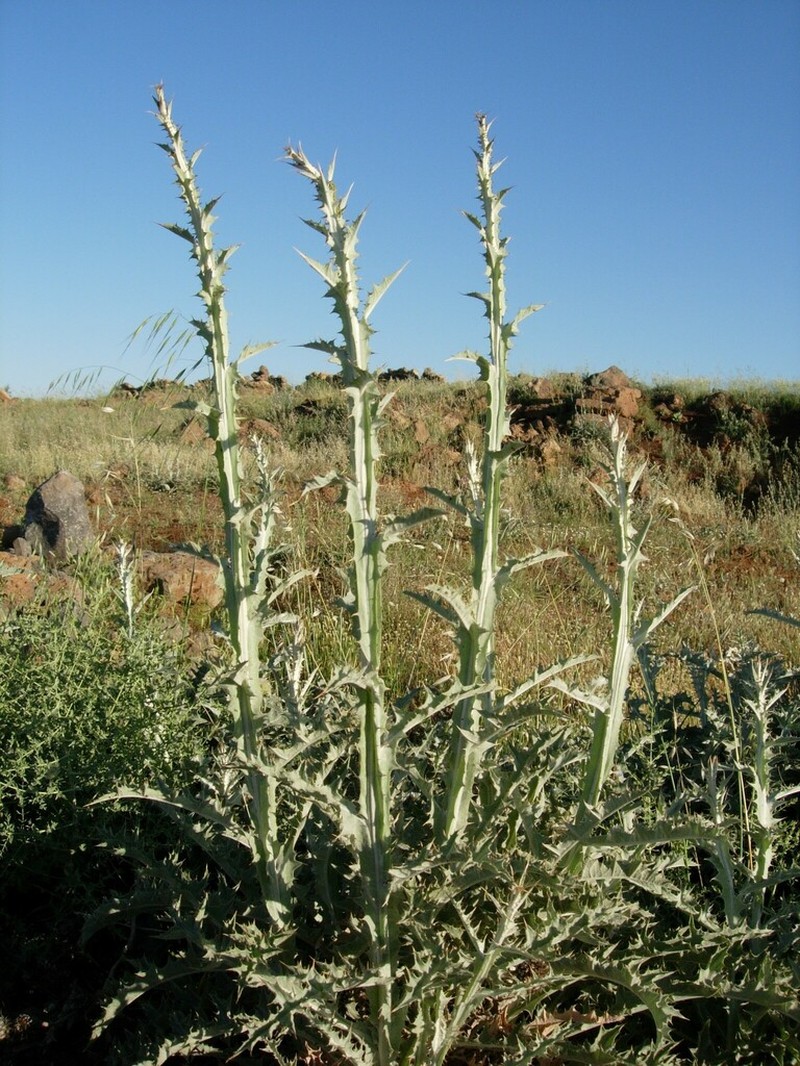 Centaurea onopordifolia photo 6