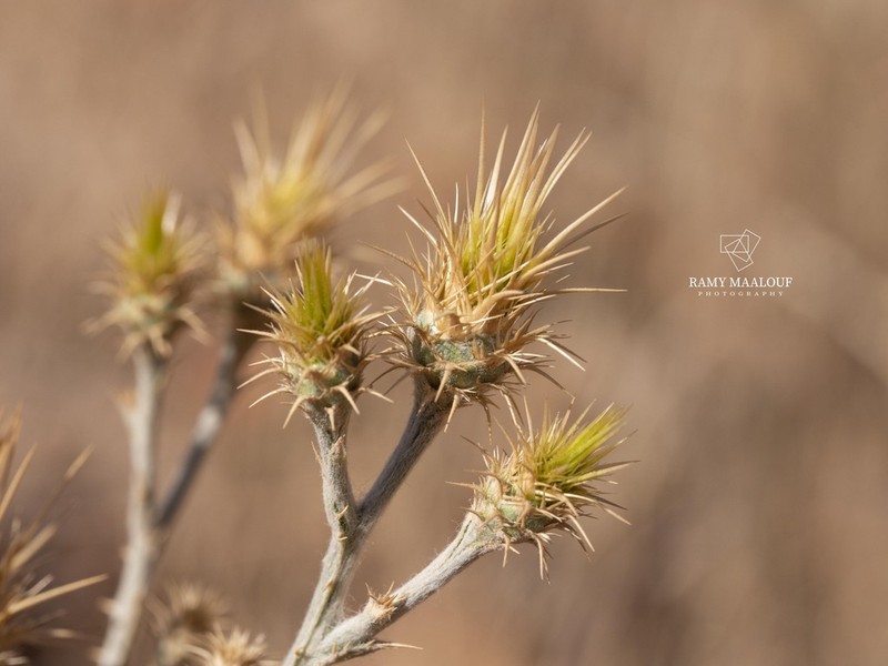 Centaurea onopordifolia photo 7
