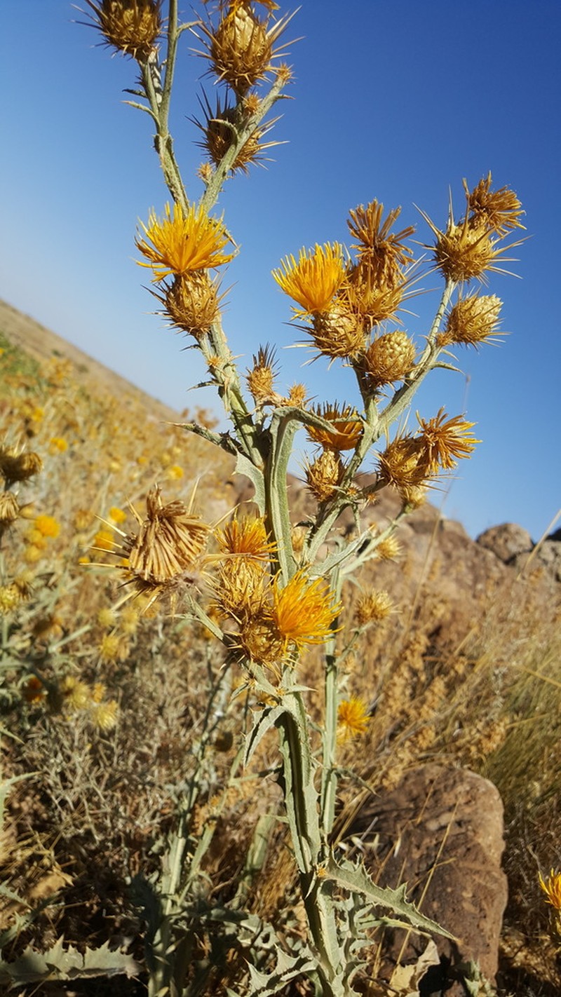 Centaurea onopordifolia photo 8