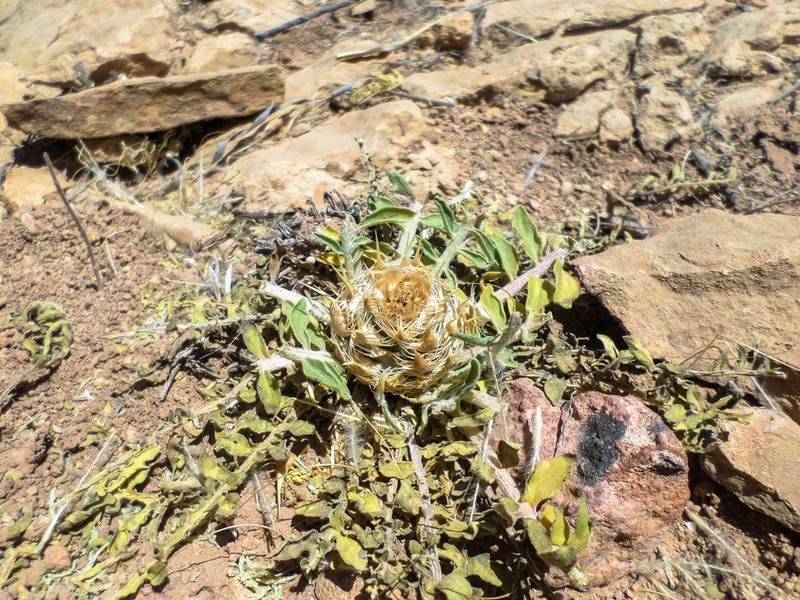 Centaurea oranensis