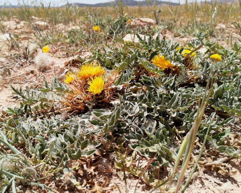 Centaurea oranensis photo 2
