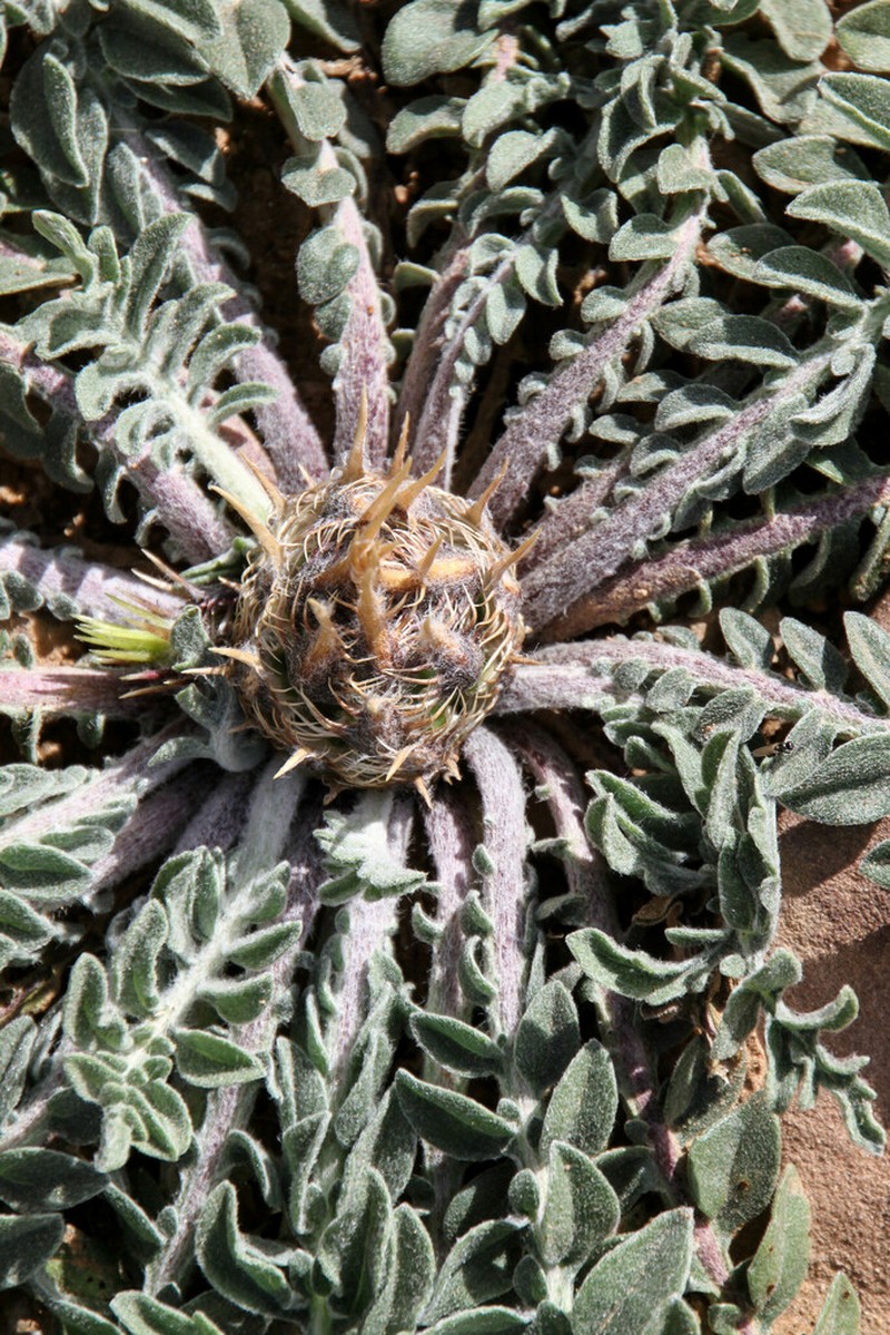 Centaurea oranensis photo 3