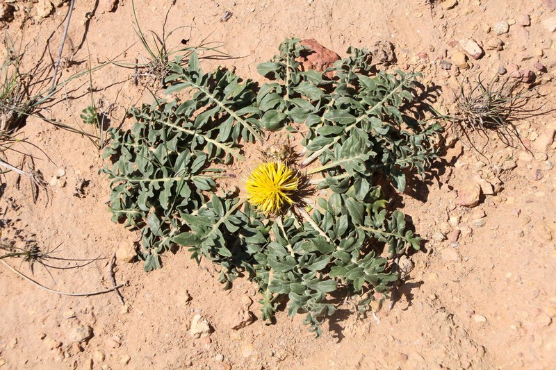 Centaurea oranensis photo 4