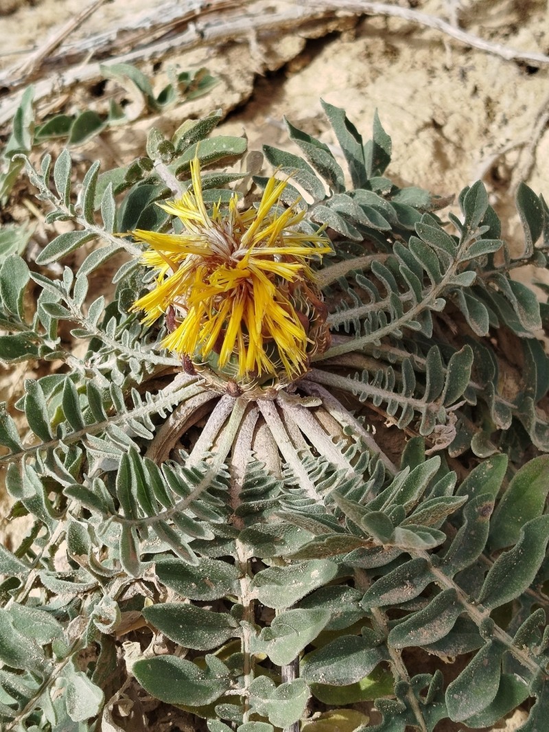 Centaurea oranensis photo 5