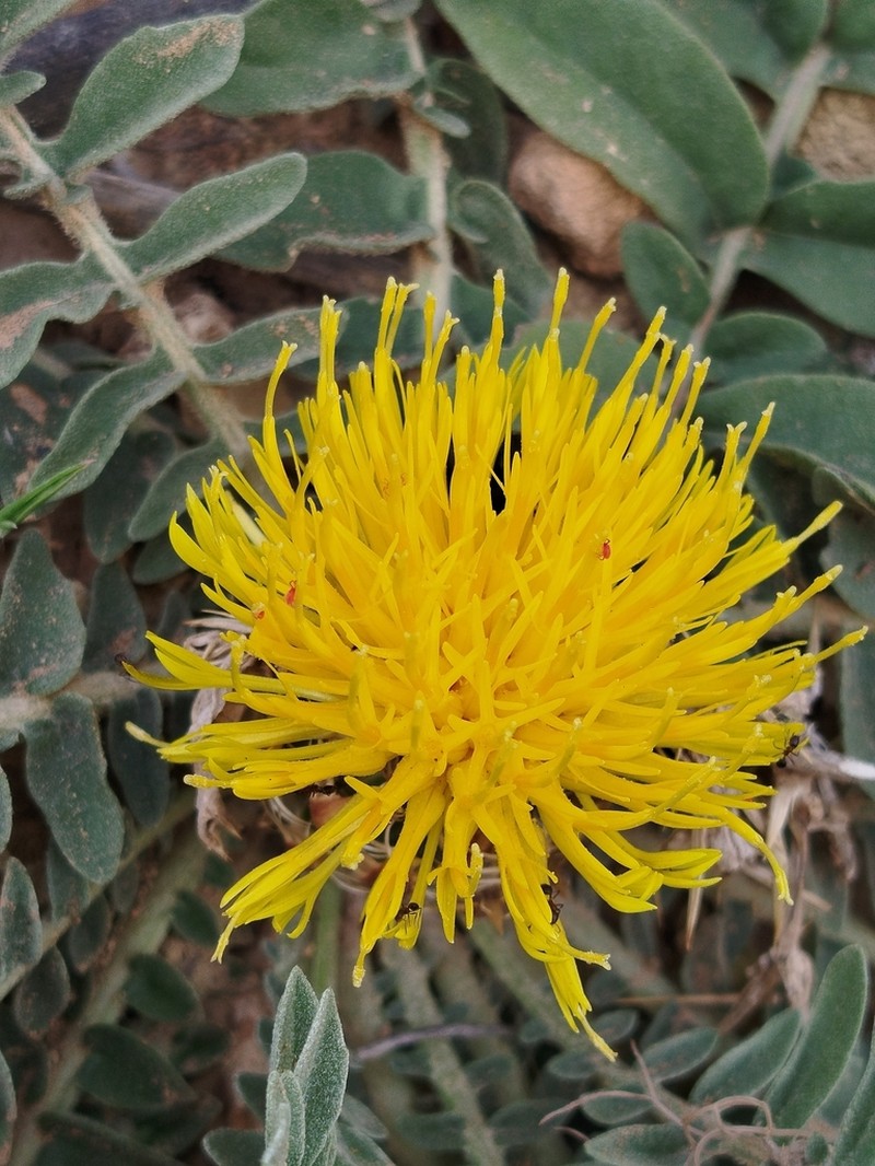 Centaurea oranensis photo 6
