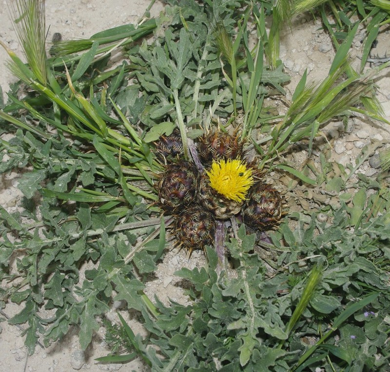 Centaurea oranensis photo 7