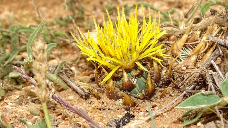 Centaurea oranensis photo 8