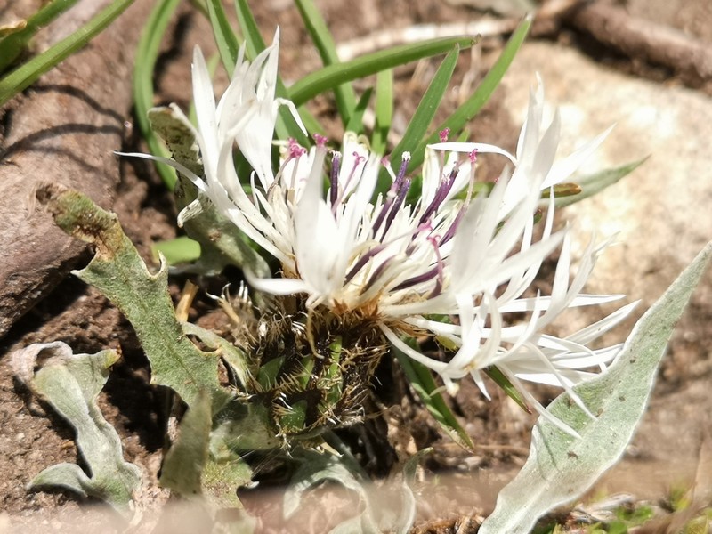 Centaurea orbelica