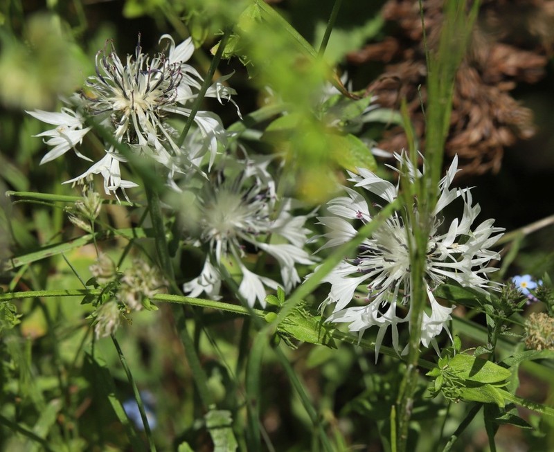 Centaurea orbelica photo 2