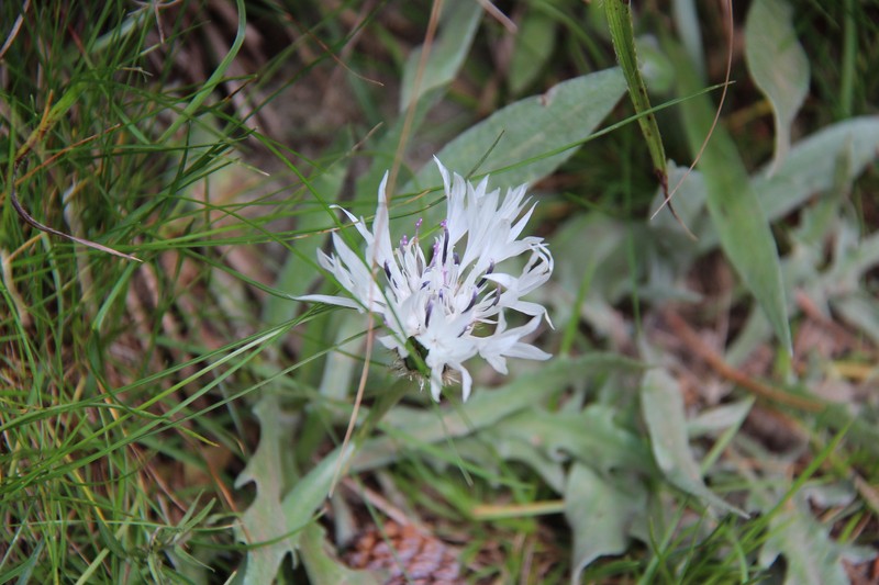 Centaurea orbelica photo 4
