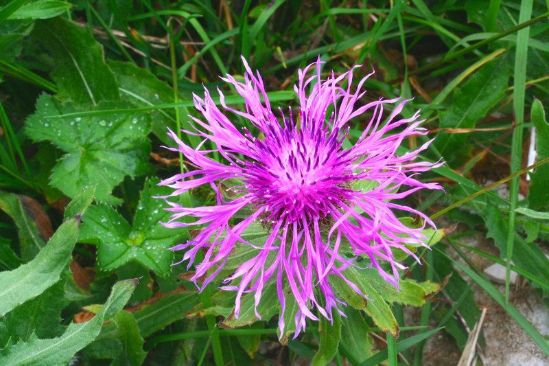 Centaurea orientalis