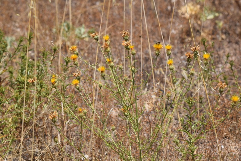Centaurea ornata
