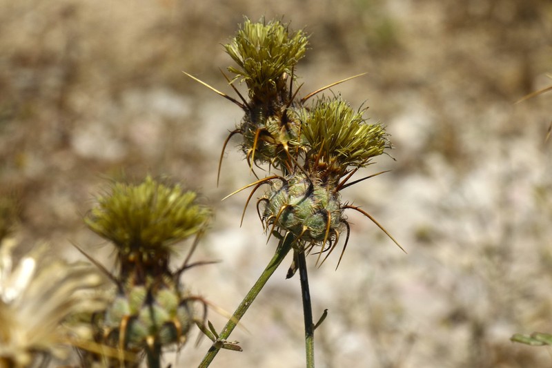 Centaurea ornata photo 2