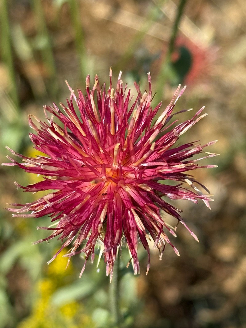 Centaurea ornata photo 3