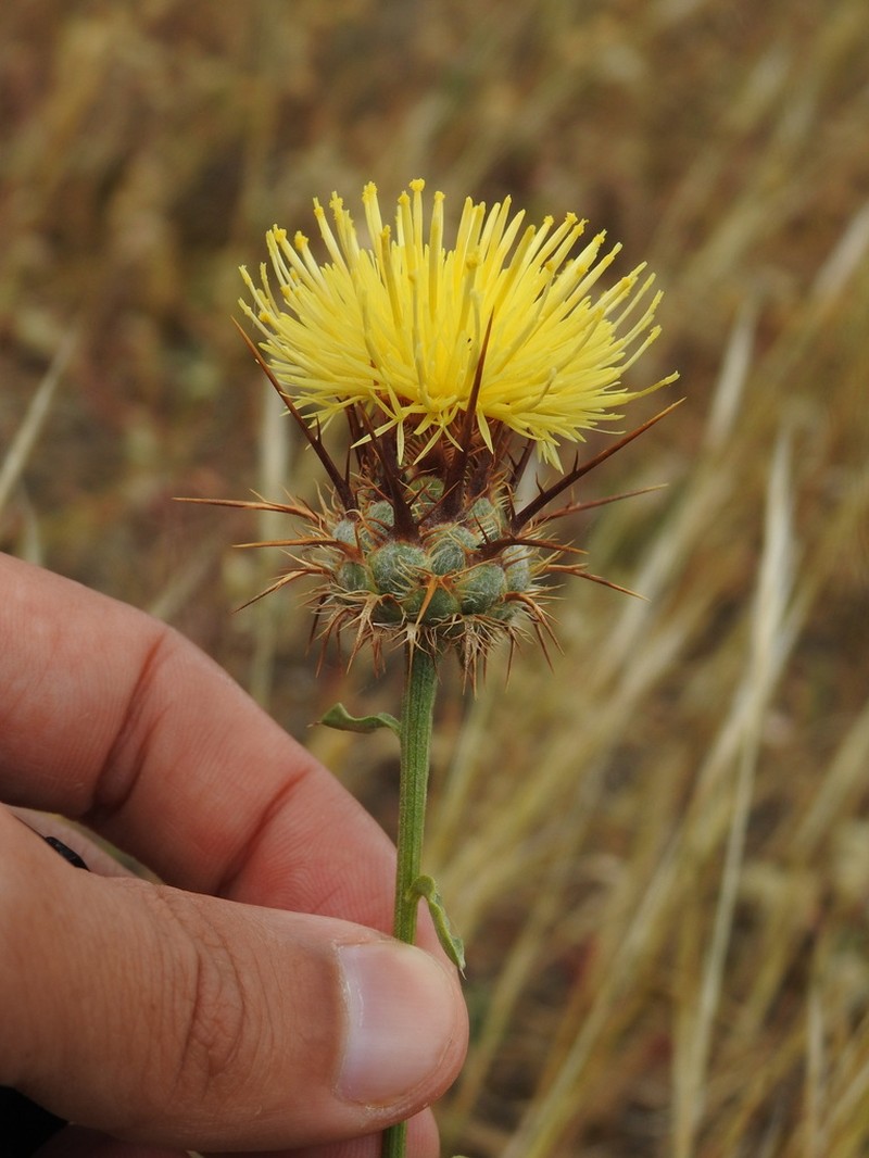 Centaurea ornata photo 4