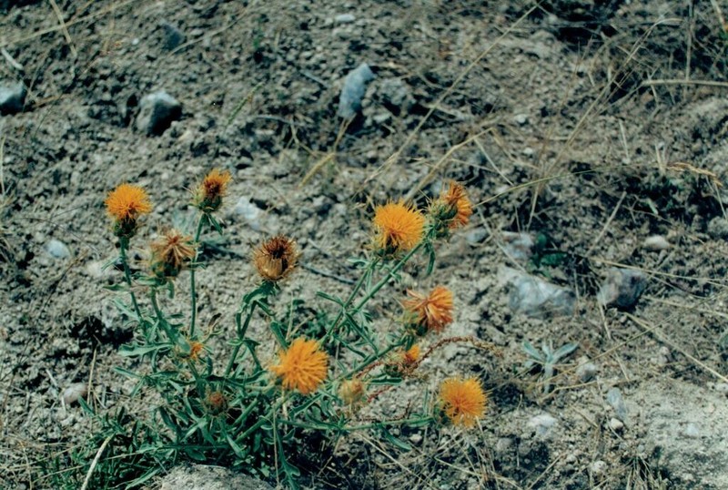 Centaurea ornata photo 5