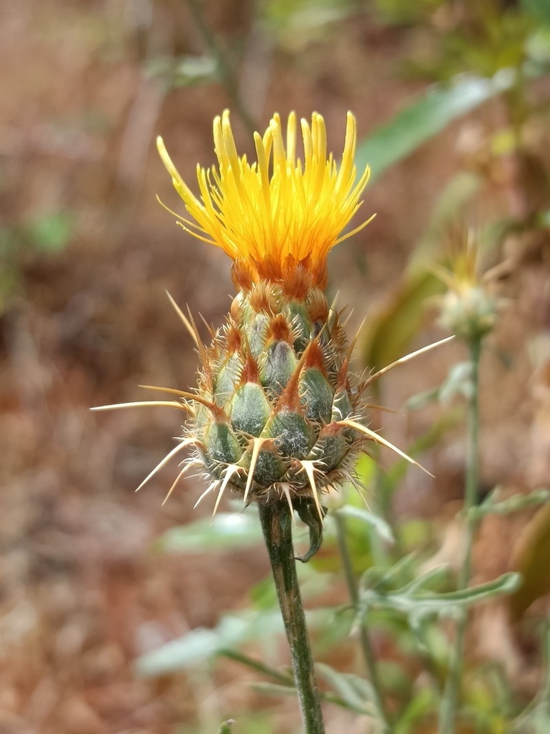 Centaurea ornata photo 6